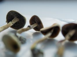 medical research on psilocybin mushrooms for mental health treatment