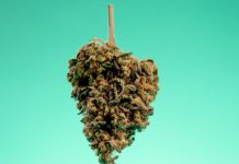 Rebelión juvenil: Un homenaje en formato de lujo Cannabis cogollo colgado boca abajo