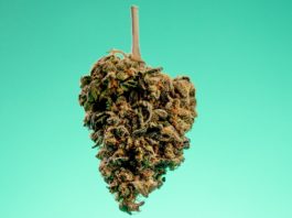 Cannabis cogollo colgado boca abajo