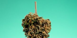 Cannabis cogollo colgado boca abajo
