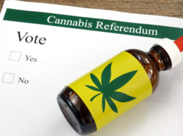 elecciones cannabis