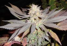 El retrocruce en las plantas de cannabis El retrocruce en las plantas de cannabis