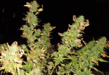 Efectos del estrés en el cannabis