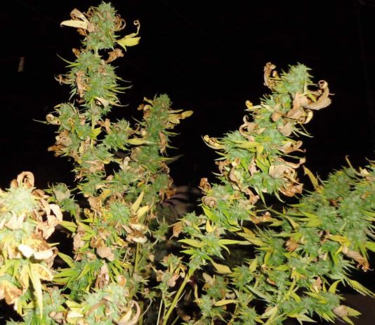 Efectos del estrés en el cannabis