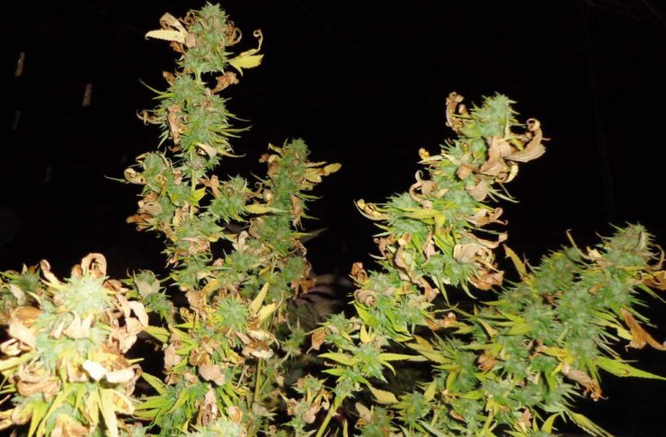 Efectos del estrés en el cannabis