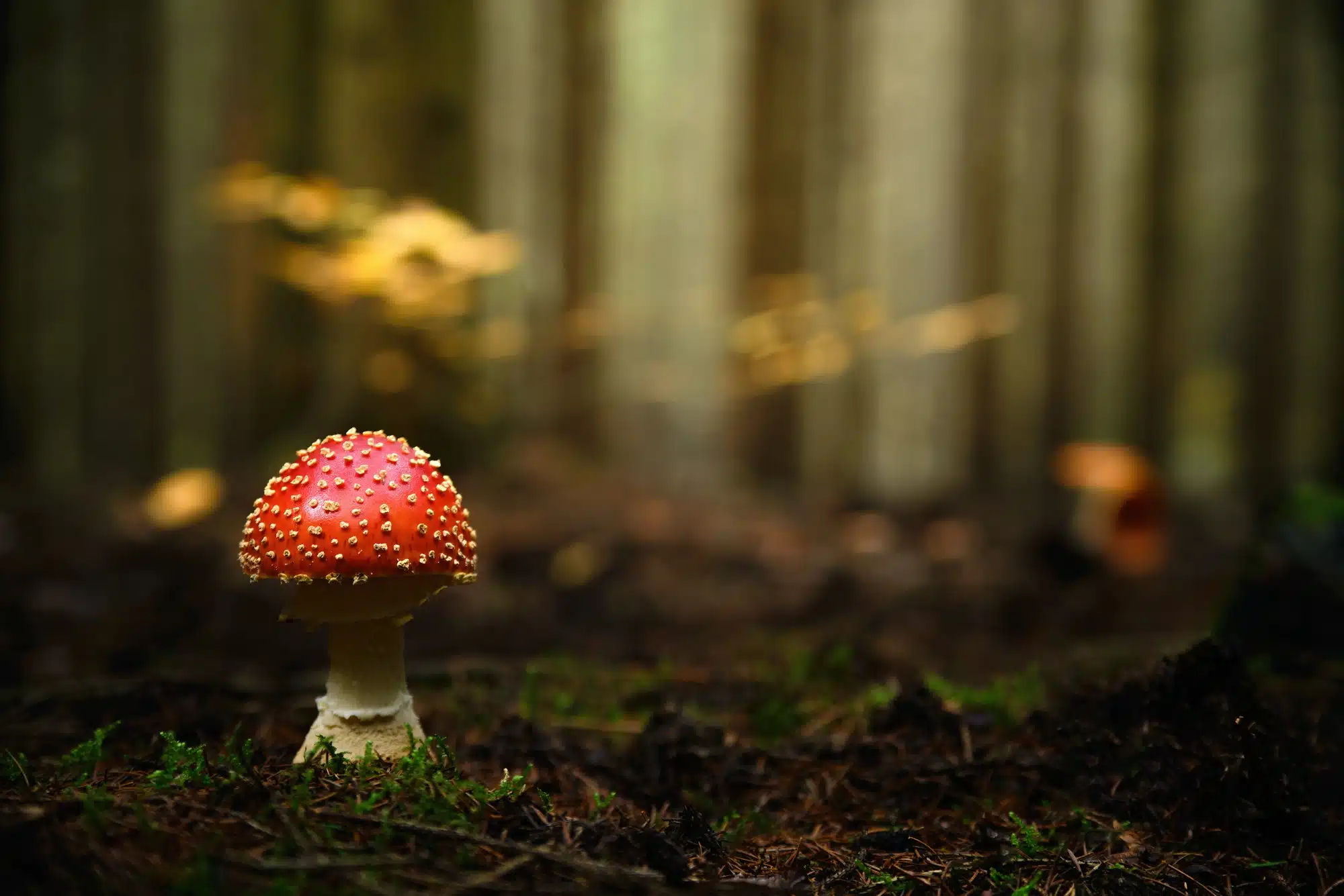 Amanita muscaria, fly agaric or fly amanita mushroom