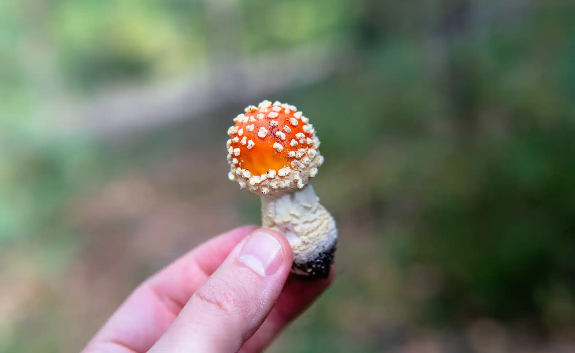 Amanita Muscaria