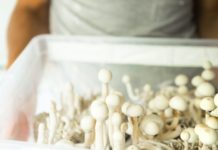 Líderes de Boston en campaña por la legalización de los psicodélicos Box with psilocybin mushrooms, variety psilocybe cubensis rasta white in the hands