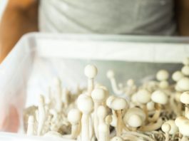 Box with psilocybin mushrooms, variety psilocybe cubensis rasta white in the hands