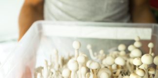 Box with psilocybin mushrooms, variety psilocybe cubensis rasta white in the hands