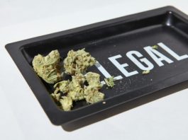 cannabis legal