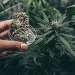 cogollos de cannabis