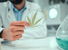 Hand, marijuana and science with a man in a laboratory for research, innovation or ecology. Cannabi