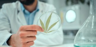 Hand, marijuana and science with a man in a laboratory for research, innovation or ecology. Cannabi