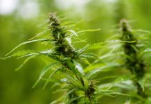 Los compuestos fenólicos: la medicina natural de las plantas frente al estrés ambiental planta de cannabis