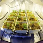 Cultivo hidropónico de cannabis
