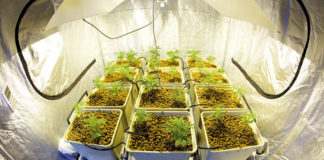 Cultivo hidropónico de cannabis