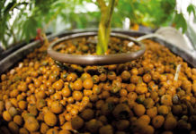 Cultivo hidropónico de cannabis Cultivo hidropónico de cannabis