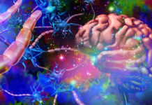 La guerra contra las drogas la están ganando los Estados, no la FDA: la lección del cannabis y el futuro de los psicodélicos Efectos psicodélicos en el cerebro