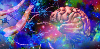 Efectos psicodélicos en el cerebro