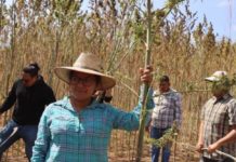 Oaxaca marca un hitó en México con la primera cosecha de cannabis para uso industrial Oaxaca marca un hitó en México con la primera cosecha de cannabis para uso industrial