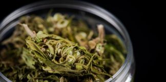 cannabis recrativo