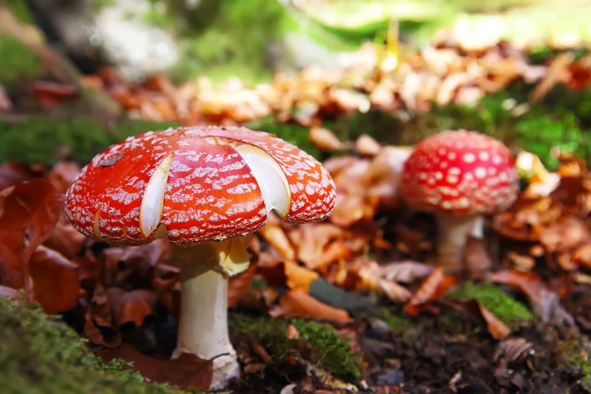 Red Amanita muscaria mushrooms in a forest