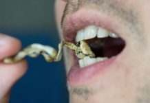 California se abre a la terapia con hongos psicodélicos bajo supervisión profesional comiendos setas mágicas