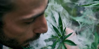 Legalizacion cannabis alemania