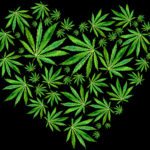 Cannabismagazine.net: El portal líder en noticias sobre cannabis y psicodélicos para hispanohablantes Heart of Bright green cannabis sativa leaves