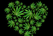 Cannabismagazine.net: El portal líder en noticias sobre cannabis y psicodélicos para hispanohablantes Heart of Bright green cannabis sativa leaves