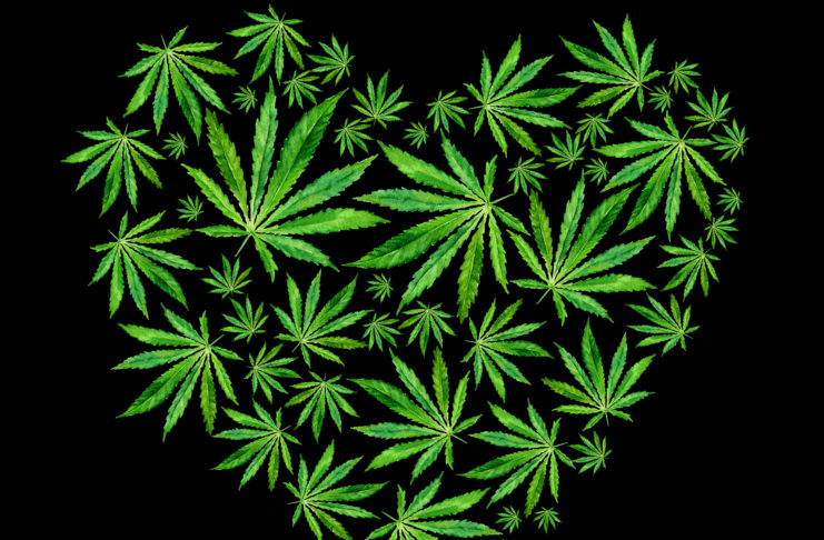 Heart of Bright green cannabis sativa leaves