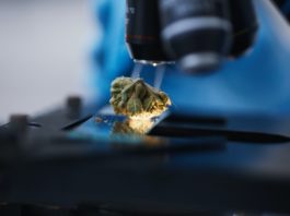 cannabis bajo un microscopio