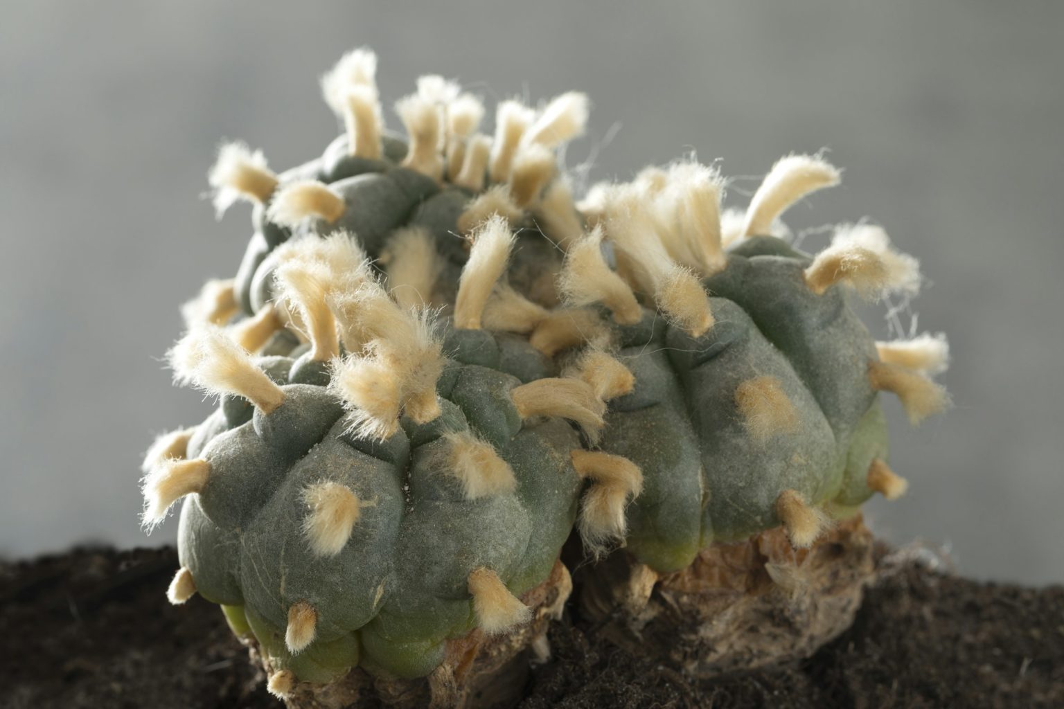 El Peyote, un viaje a través de sus efectos, historia y uso medicinal