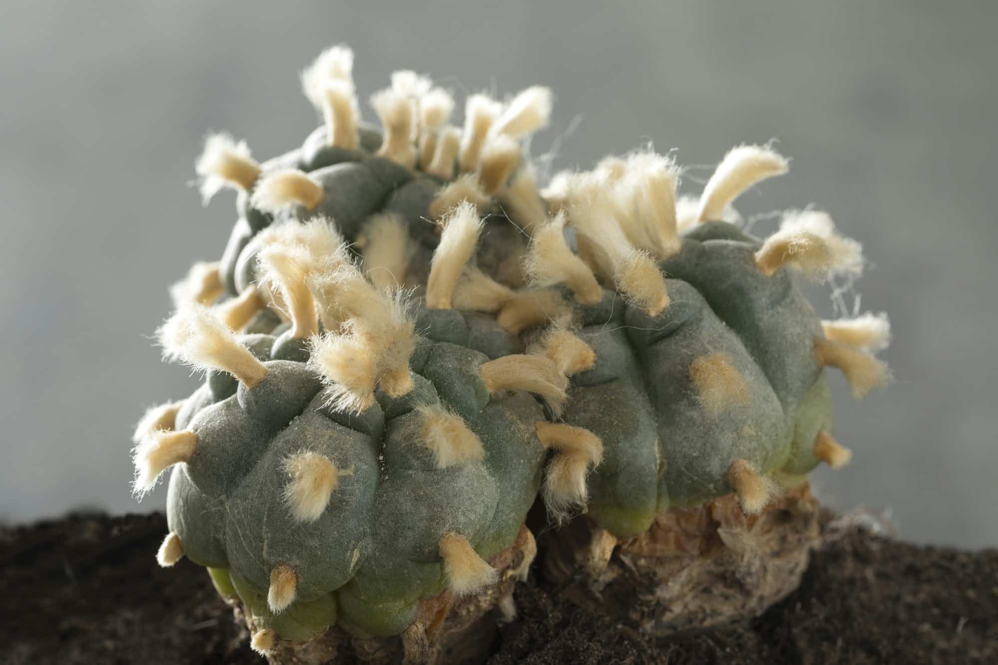 lophophora williamsii, Peyote