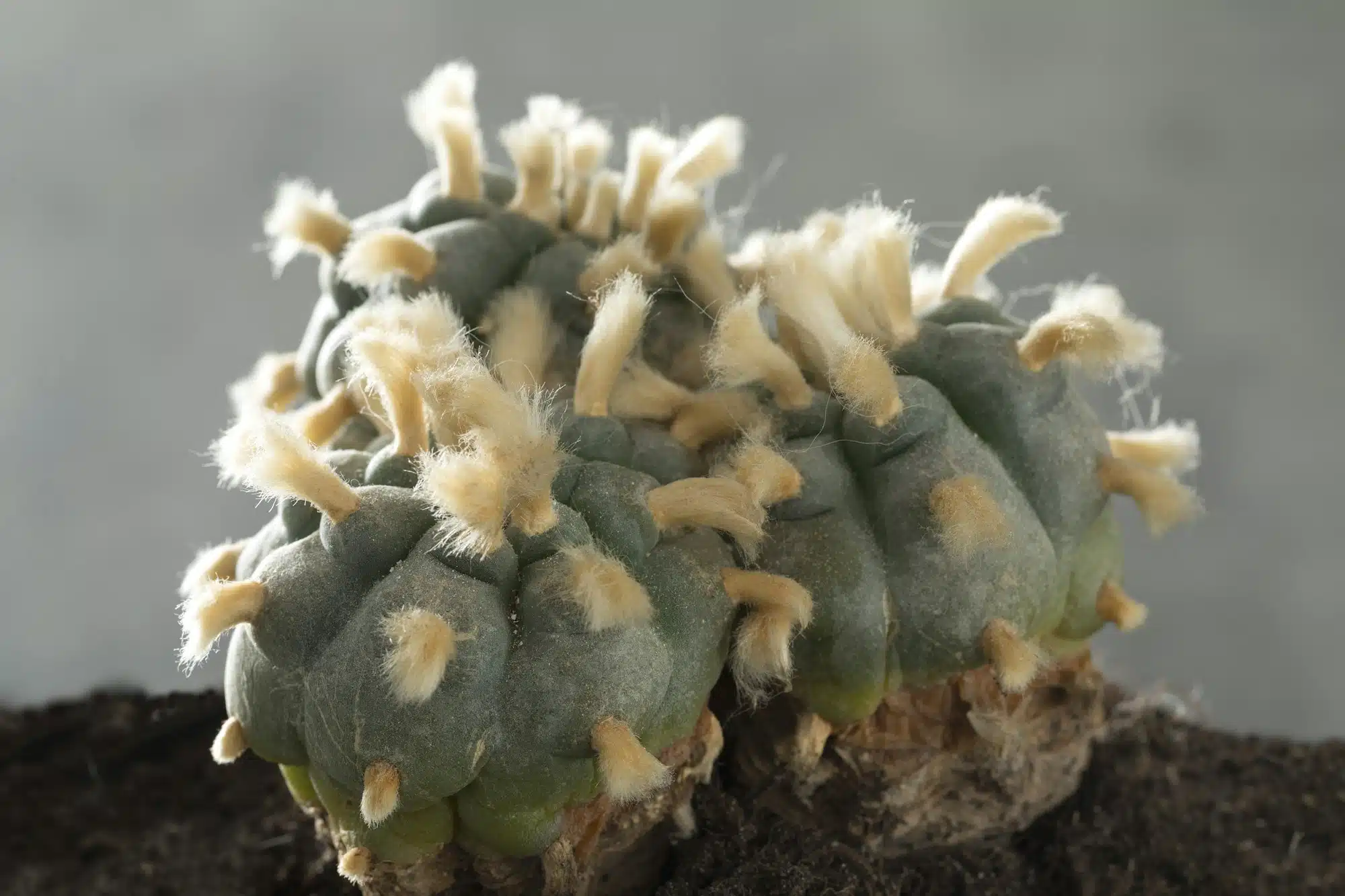  lophophora williamsii, Peyote