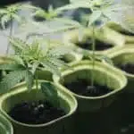 Nueva York avanza hacia la legalización del cultivo doméstico de marihuana Cultivo de cannabis en casa