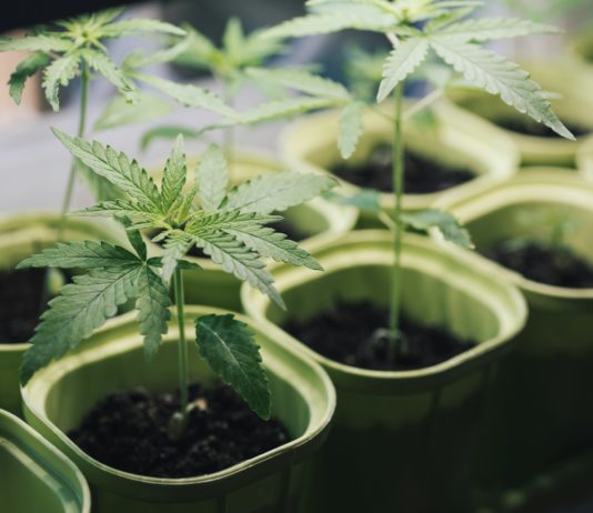 Cultivo de cannabis en casa