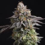 Cómo seleccionar una planta madre de cannabis