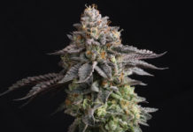 Selección casera de una planta madre de marihuana: cómo elegir la mejor genética para tus clones Cómo seleccionar una planta madre de cannabis