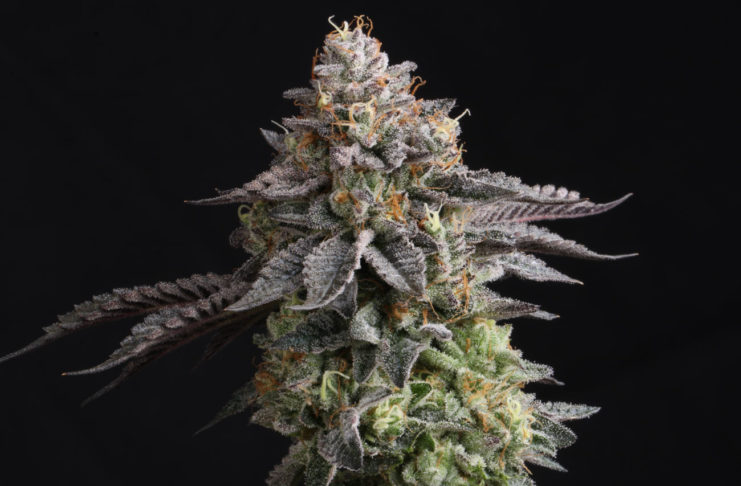 Selección casera de una planta madre de marihuana: cómo elegir la mejor genética para tus clones Cómo seleccionar una planta madre de cannabis