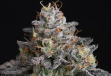 Historia de un linaje: Chemdawg