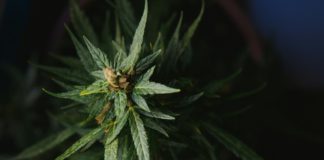 cannabis plant with big leaves and flowering bud.