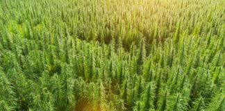 Desarrollo industrial de cannabis