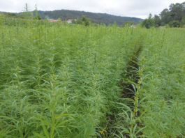 La luz verde al cannabis medicinal en Soria marca un hito para la industria y el empleo en España