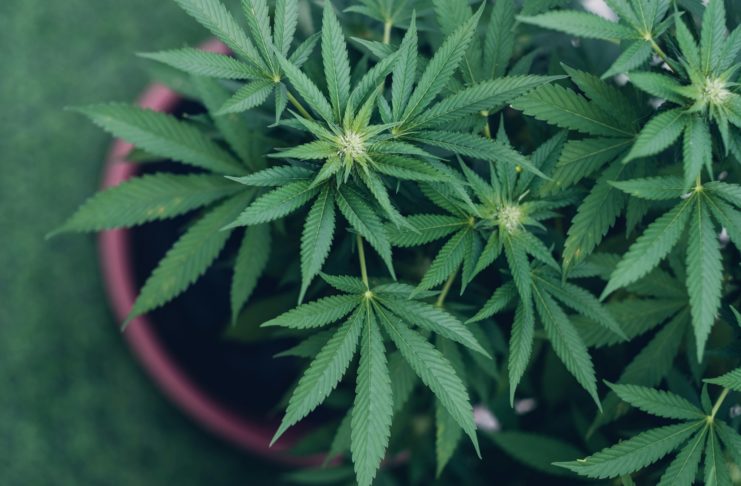 Legal cultivation of cannabis plants marijuana leaves. Medicinal Indica with CBD