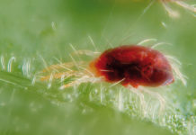 Marihuana en peligro: Llegan las plagas del verano Araña roja