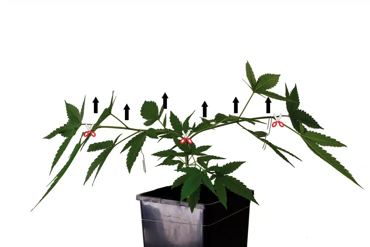 Planta moldeada para ser planta madre
