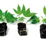 Cómo cultivar con una sola planta de cannabis durante años cultivar con una sola planta de cannabis