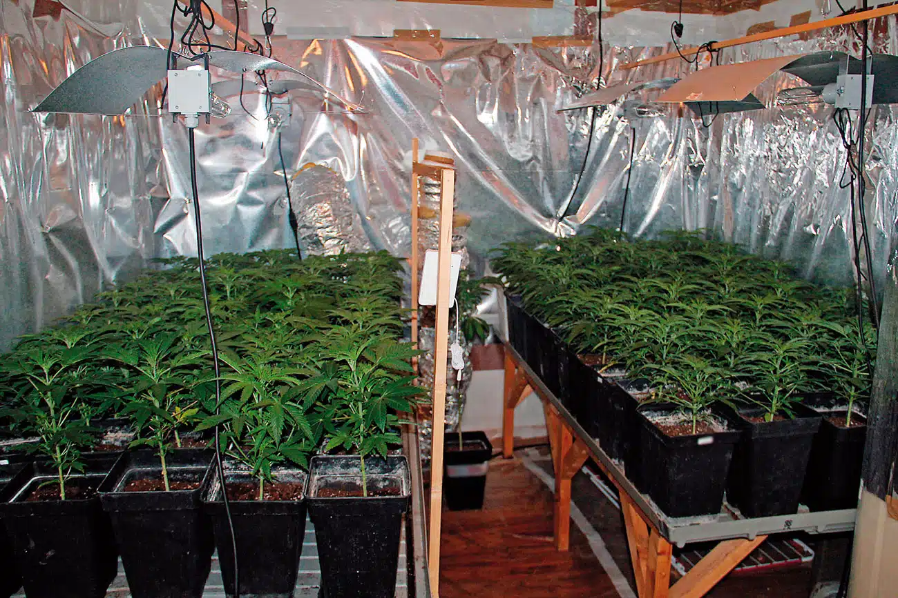 Cultivo realizado sólo con esquejes